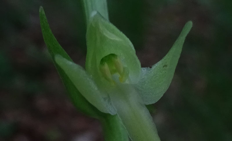 Platanthera bifolia o P. chlorantha ?.....bifolia !